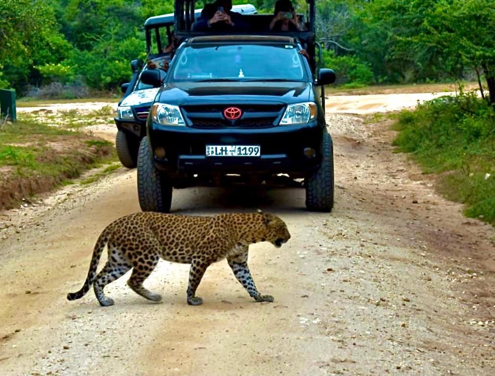 Yala Safari Village Maha Akurugoda Extérieur photo